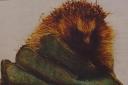 The hedgehog which was set alight in 1998 and could never return to the wild