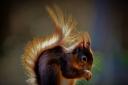 Some of the squirrel photographs taken in Ponteland