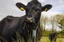 This cow is controlled by a GPS tracker that plays Waltzing Matilda.