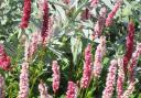 Persicaria is a fast grower which thrives in sun or light shade