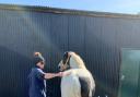 Above, Northumberland College groom technician, Leanne Rowe, caring for the horses during lockdown and, below, some of the ponies at the Kirkley Hall campus.