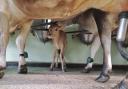 Wheelbirks Farm's Jersey calves are not separated from their mother after birth