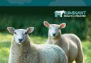 The UK Sheep Welfare Strategy