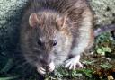 Number of pest control callouts to Northumberland County Council revealed