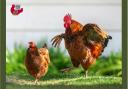 This year the charity will welcome its one millionth hen