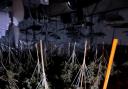 A large cannabis farm discovered in a disused social club in Prudhoe and covering three floors has been dismantled
