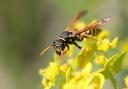 Why you should welcome wasps
