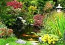 Choosing the right fish for your pond