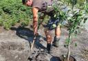 Plant apple trees in a sunny spot.