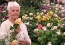 Dame Judi Dench with her namesake rose.