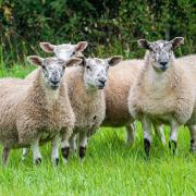 Bradford Farm NSA North Sheep... Credit Robert Smith Photography
