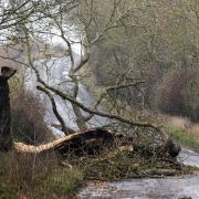 Photos of a 'Grim Reaper' on a rural Northumberland road in the aftermath of Storm Arwen