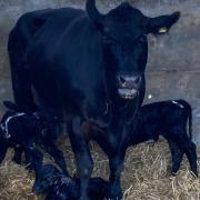 Triplet female calves were born at South Farm, Hallington