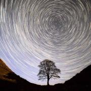 The Sycamore Gap tree before it was felled