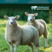 The UK Sheep Welfare Strategy