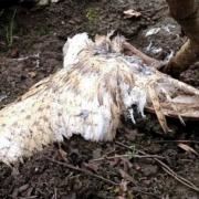 A dead barn owl found on land owned by Allendale Estates