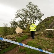 What happened to the Sycamore Gap Tree?