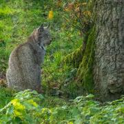 Lynx reintroduction plans in Northumberland are controversial