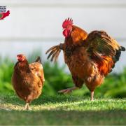 This year the charity will welcome its one millionth hen