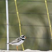 Ringed plover in a nest protection area