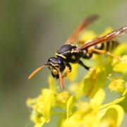 Why you should welcome wasps