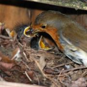 A robin feeding its young in a nest box.