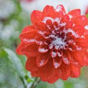 Help dahlias survive the winter weather