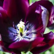 Now is the ideal time to plant tulip bulbs