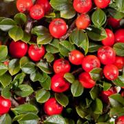 Cotoneaster.
