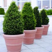 Dwarf varieties add to appeal of conifers