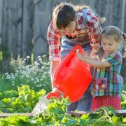Growing popularity of allotment plots