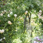 Simple tips to keep your roses beautiful