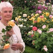 Dame Judi Dench with her namesake rose.