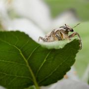 How to get rid of main garden pests