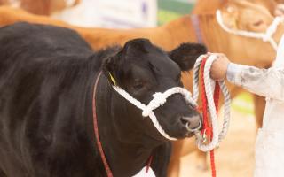 2022 The National Association Beef Expo, Darlington Farmers Mart
©Tim Scrivener