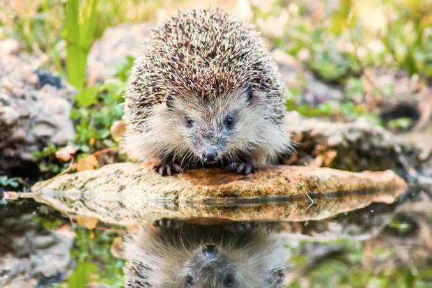 Hedgehogs will drown if they can’t climb out of steep-sided ponds
