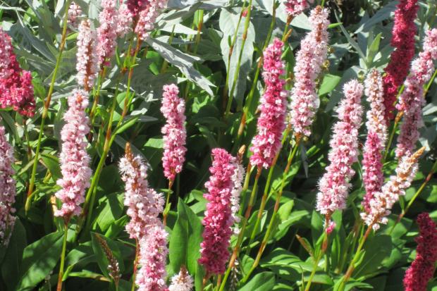 Persicaria is a fast grower which thrives in sun or light shade