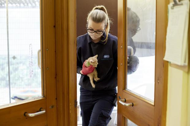 A care assistant for the RSPCA working during the pandemic. 			       Photo: ANDREW FORSYTH
