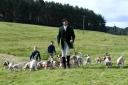 Jim Pound leads the Newcastle and District Beagles into the main ring at Bellingham Show. Photo: HX371944
