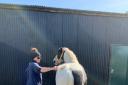 Above, Northumberland College groom technician, Leanne Rowe, caring for the horses during lockdown and, below, some of the ponies at the Kirkley Hall campus.