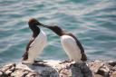 Bridled Guillemot and mate - the Farnes. 			        Photo: June Atkinson