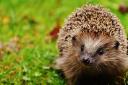 The RSPCA sees an increase in calls about hedgehogs in July and August