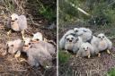 Northumberland hen harriers fledge successfully for seventh year in a row