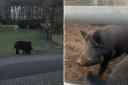 Silloth's adventurous pigs found roaming in Silloth