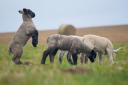 NSA Lambing List open for farmers