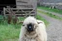 Prized Swiss Valais ewe Alpine Molly has been found