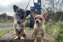 Hugo and Mia were rescued in Northumberland