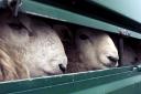 The Animal Welfare (Livestock Exports) Bill seeks to prevent cattle, sheep, goats, pigs and horses being sent to the continent for slaughter from Great Britain (Owen Humphreys/PA)