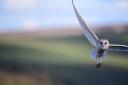 Tracy Hadwin's picture of a barn owl