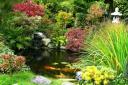 Choosing the right fish for your pond